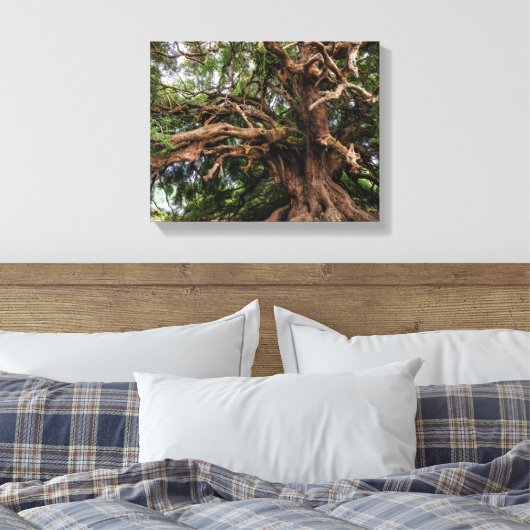 Rustige Olijfboom Canvas Afdruk (Insitu (Slaapkamer))