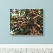 Rustige Olijfboom Canvas Afdruk (Insitu (Houten vloer))