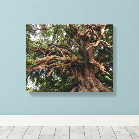 Rustige Olijfboom Canvas Afdruk (Insitu (Houten vloer))