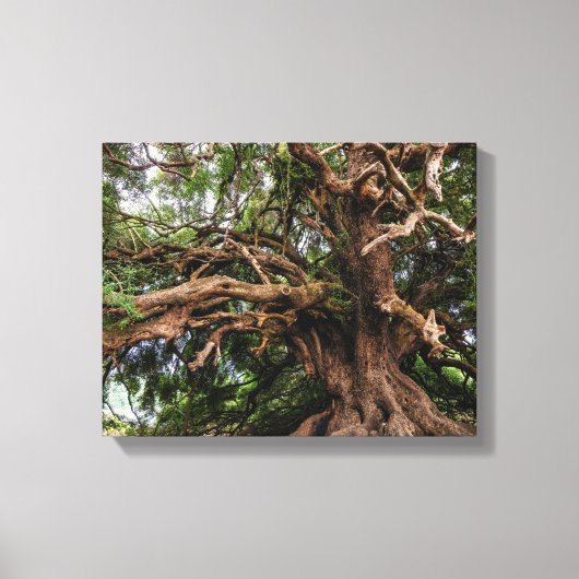 Rustige Olijfboom Canvas Afdruk (Voorkant)