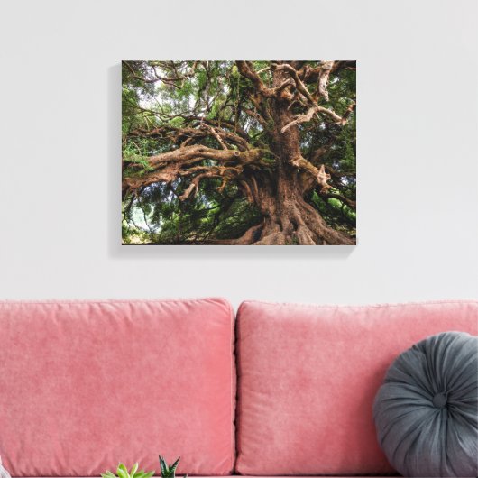 Rustige Olijfboom Canvas Afdruk (Insitu (Woonkamer))