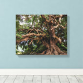 Rustige Olijfboom Canvas Afdruk (Insitu (Houten vloer))