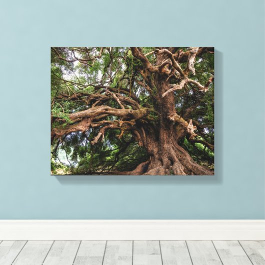 Rustige Olijfboom Canvas Afdruk (Insitu (Houten vloer))
