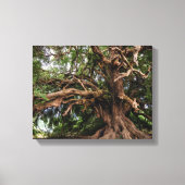 Rustige Olijfboom Canvas Afdruk (Voorkant)