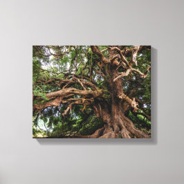 Rustige Olijfboom Canvas Afdruk