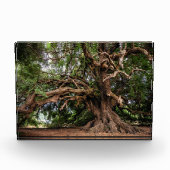Rustige Olijfboom Fotoblokken (Voorkant)