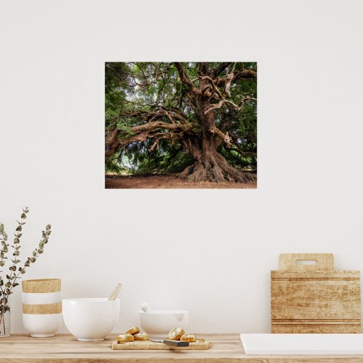 Rustige Olijfboom Poster (Keuken)