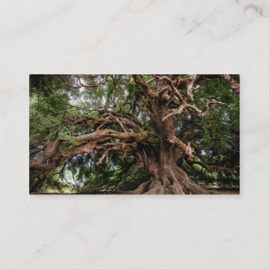 Rustige Olijfboom Visitekaartje (Achterkant)