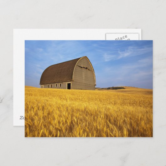 Rustige oude schuur in rijpe tarwevelden in de 2 briefkaart (Voorkant / Achterkant)