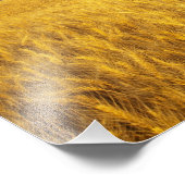 Rustige oude schuur in rijpe tarwevelden in de 2 foto afdruk (Hoek)