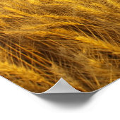 Rustige oude schuur in rijpe tarwevelden in de 2 poster (Hoek)