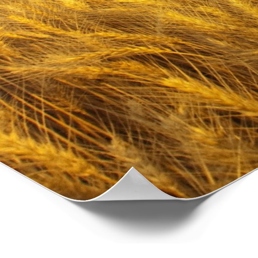 Rustige oude schuur in rijpe tarwevelden in de 2 poster (Hoek)