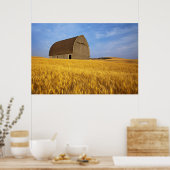 Rustige oude schuur in rijpe tarwevelden in de 2 poster (Keuken)