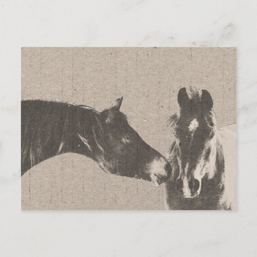 Rustige paardenkoppen briefkaart (Voorkant)