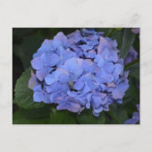 Rustige Paarse Hydrangea macrophylla Briefkaart (Voorkant)