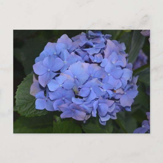Rustige Paarse Hydrangea macrophylla Briefkaart (Voorkant)