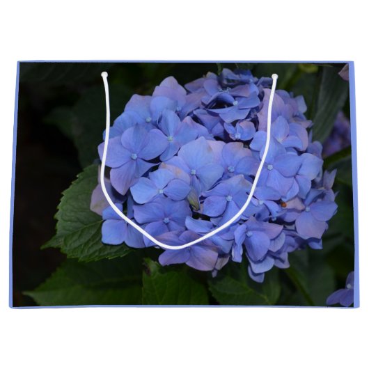 Rustige Paarse Hydrangea macrophylla Groot Cadeauzakje (Voorkant)