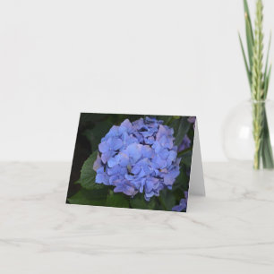 Rustige Paarse Hydrangea macrophylla Kaart