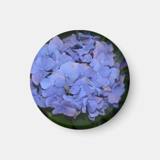 Rustige Paarse Hydrangea macrophylla Magneet