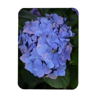 Rustige Paarse Hydrangea macrophylla Magneet