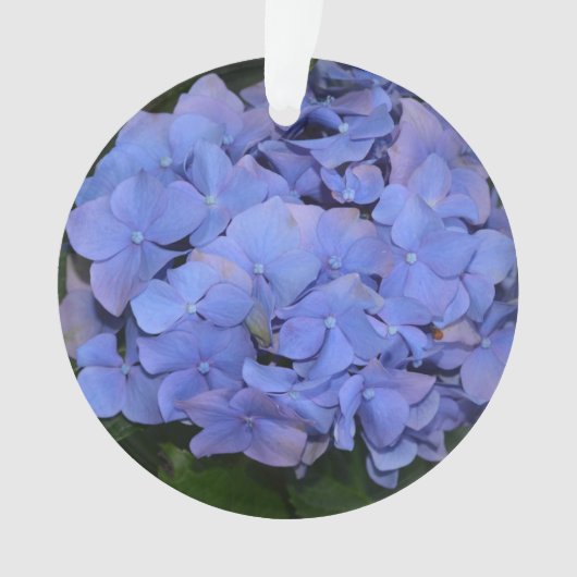 Rustige Paarse Hydrangea macrophylla Ornament (voorkant)