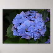 Rustige Paarse Hydrangea macrophylla Poster (Voorkant)