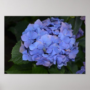 Rustige Paarse Hydrangea macrophylla Poster