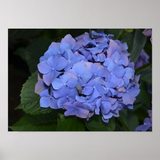 Rustige Paarse Hydrangea macrophylla Poster (Voorkant)