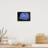Rustige Paarse Hydrangea macrophylla Poster (Keuken)