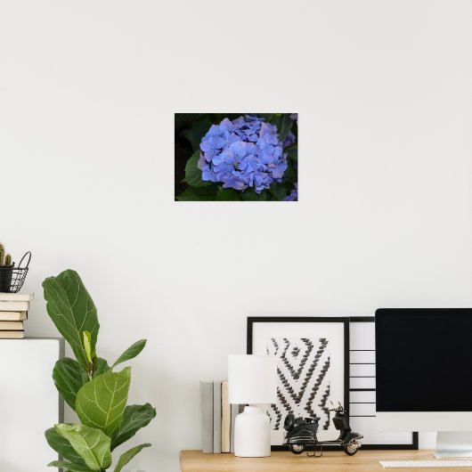 Rustige Paarse Hydrangea macrophylla Poster (Thuiskantoor)