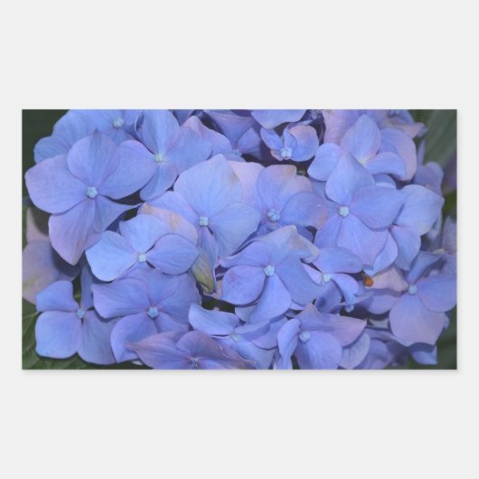 Rustige Paarse Hydrangea macrophylla Rechthoekige Sticker (Voorkant)