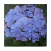 Rustige Paarse Hydrangea macrophylla Tegeltje (Voorkant)