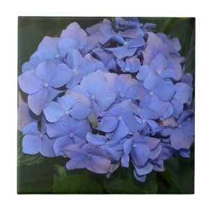 Rustige Paarse Hydrangea macrophylla Tegeltje