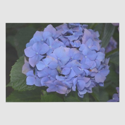 Rustige Paarse Hydrangea macrophylla Tissuepapier (Voorkant)