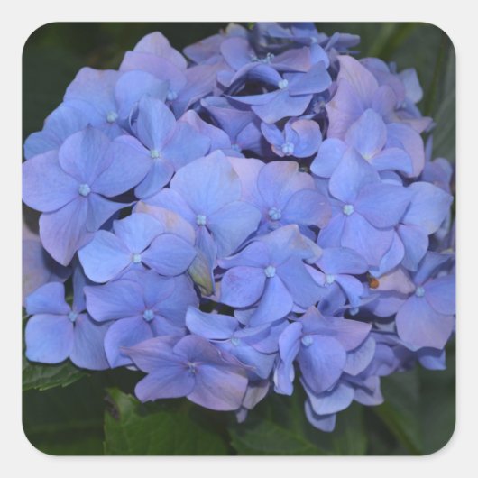 Rustige Paarse Hydrangea macrophylla Vierkante Sticker (Voorkant)