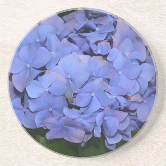 Rustige Paarse Hydrangea macrophylla Zandsteen Onderzetter (Voorkant)