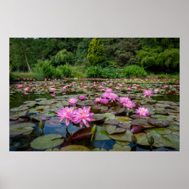 Rustige reflecties: roze waterlelies poster