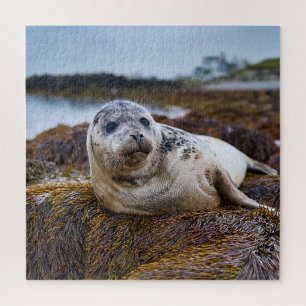 Rustige zeehond aan de kustlijn legpuzzel