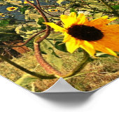Rustige zonnebloemen tegen foto van Stormy Sky Poster (Hoek)