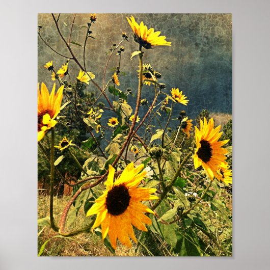 Rustige zonnebloemen tegen foto van Stormy Sky Poster (Voorkant)