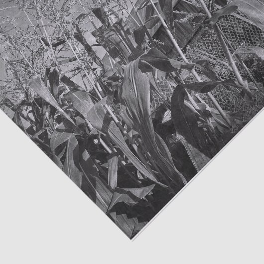 Rustisch oud land, zwart en wit  tissuepapier (Detail)