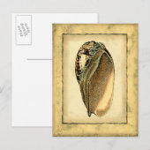 Rustische  Seashell Briefkaart (Voorkant / Achterkant)
