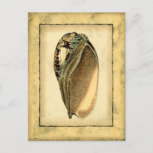 Rustische  Seashell Briefkaart (Voorkant)