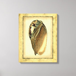 Rustische  Seashell Canvas Afdruk