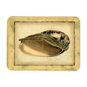 Rustische  Seashell Magneet (Horizontaal)