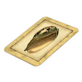 Rustische  Seashell Magneet (Linkerzijde)