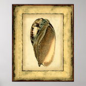 Rustische Seashell Poster (Voorkant)