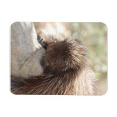 Rustvarken Magneet (Horizontaal)