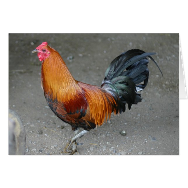 Rusty (Voorkant Horizontaal)