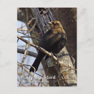 Rusty Blackbird Briefkaart